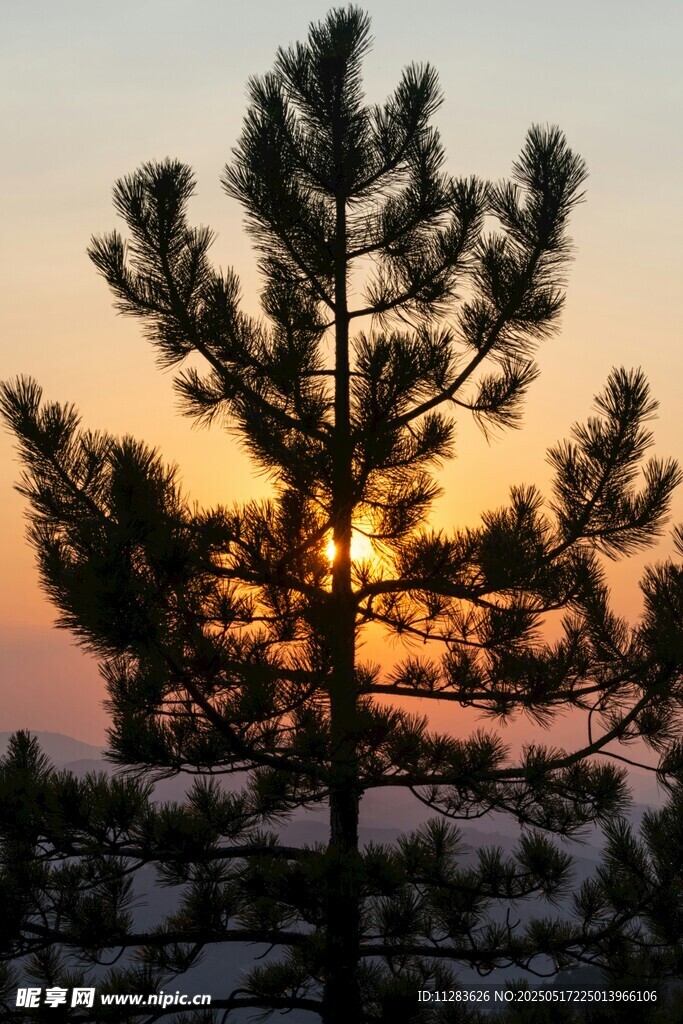 夕阳下的挺拔松树