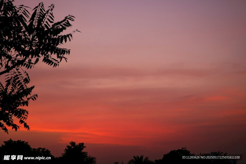 夕阳下的树梢剪影