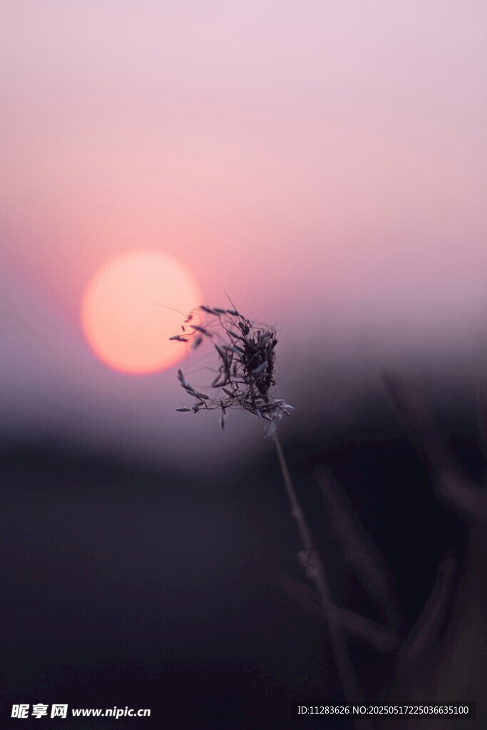 夕阳下的植物剪影
