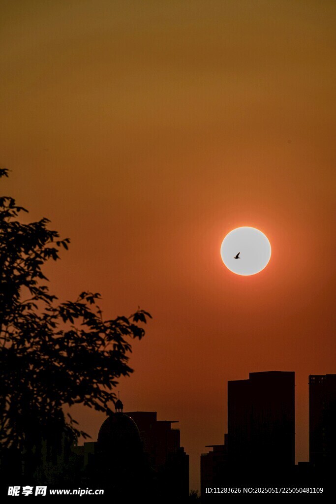 夕阳下城市与飞鸟景象