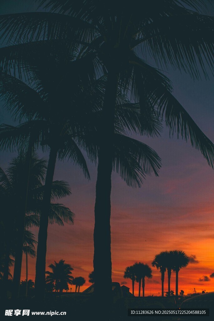 夕阳下的棕榈树剪影