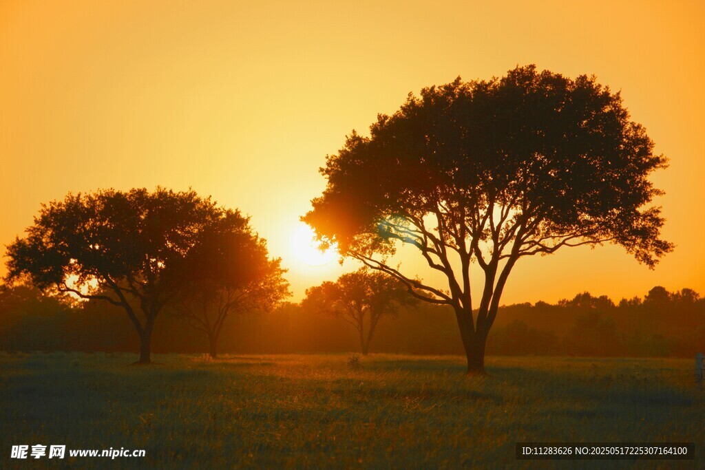 夕阳下的树木美景