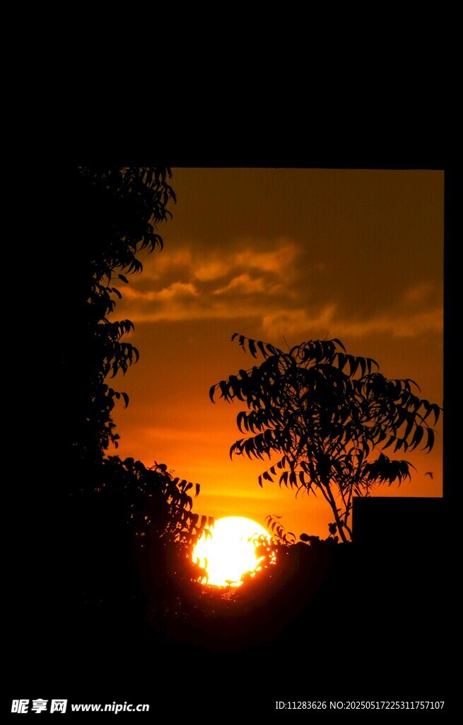 夕阳西下树影剪影