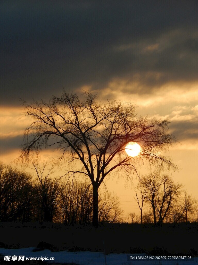 夕阳下的孤树雪景