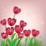 红色郁金香插图