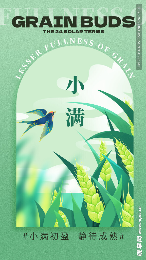 小满时节谷物插画海报