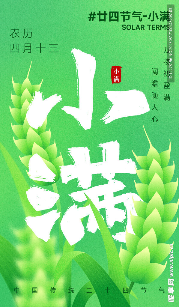 小满时节绿意浓的麦穗