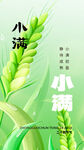 小满时节的翠绿小麦