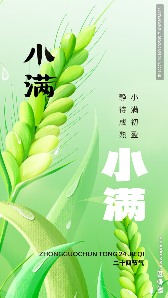 小满时节的翠绿小麦