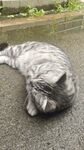 慵懒猫咪躺地休憩