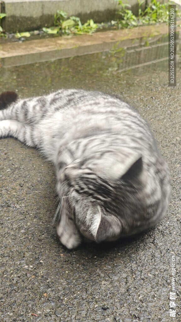 慵懒猫咪躺地休憩
