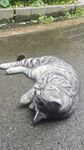 酣睡的条纹猫咪