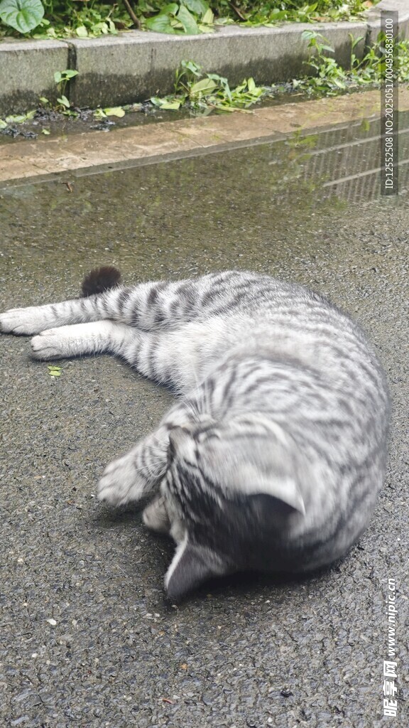 酣睡的条纹猫咪