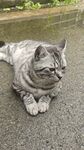 慵懒猫咪惬意趴地