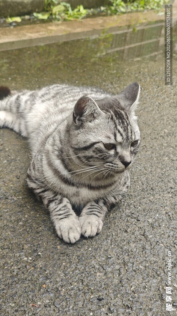 慵懒猫咪惬意趴地