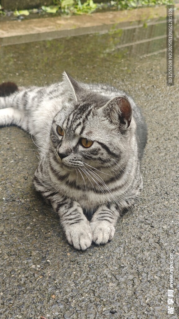 趴着的灰毛猫咪