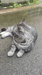 灰猫惬意舔爪