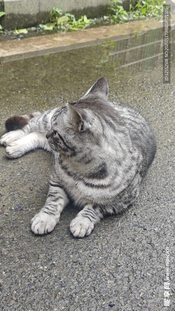 灰猫惬意舔爪