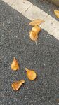 路面上的几片枯黄落叶