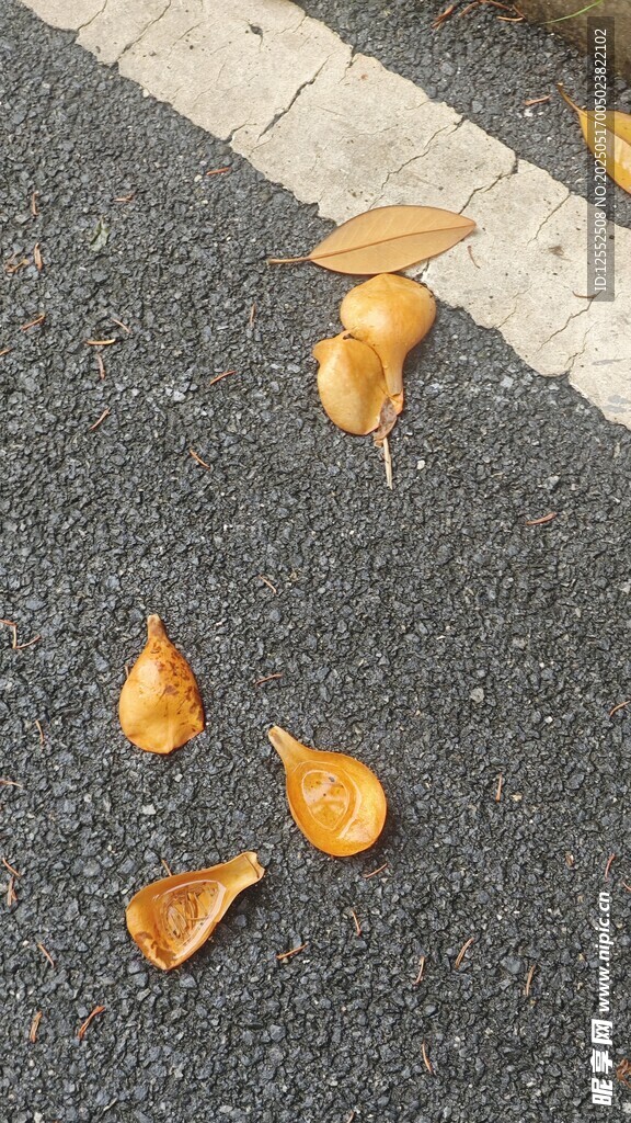 路面上的几片枯黄落叶