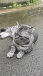 雨中慵懒的灰猫