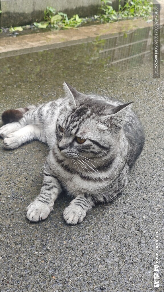 雨中慵懒的灰猫