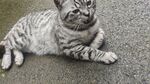 躺卧的条纹猫咪