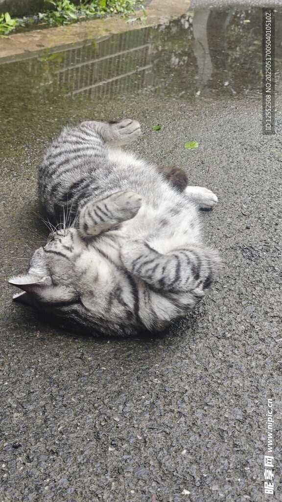 路边蜷缩的灰色猫咪