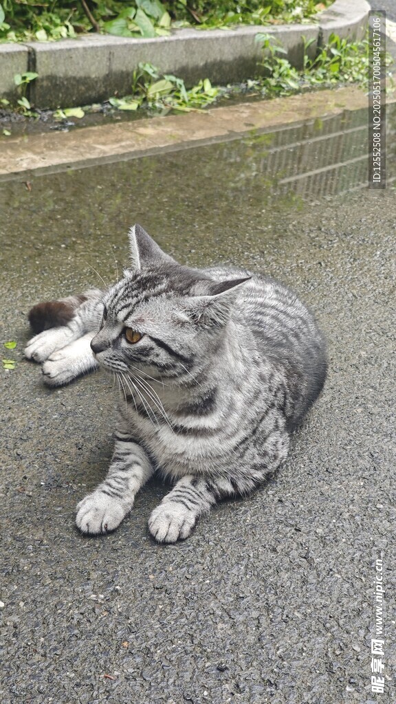 雨中猫咪叼物蹲坐