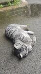 路边酣睡的条纹猫咪