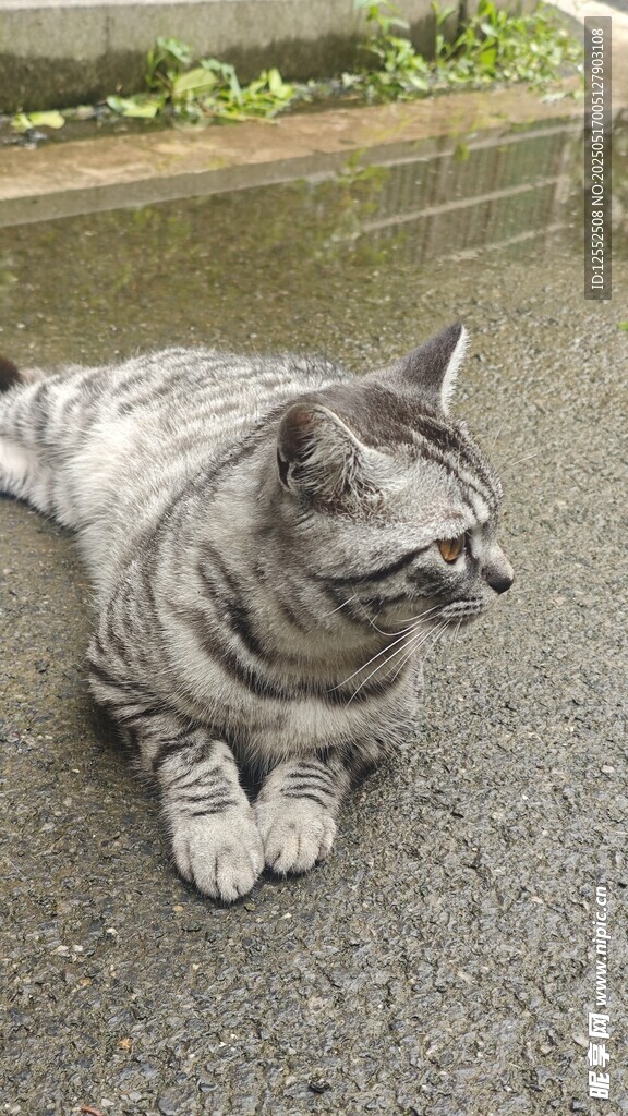 趴着的灰猫