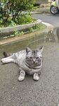 路边趴卧的可爱灰猫