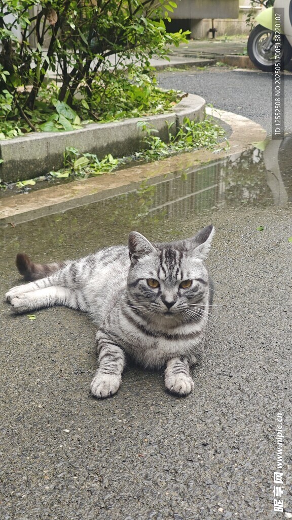 路边趴卧的可爱灰猫