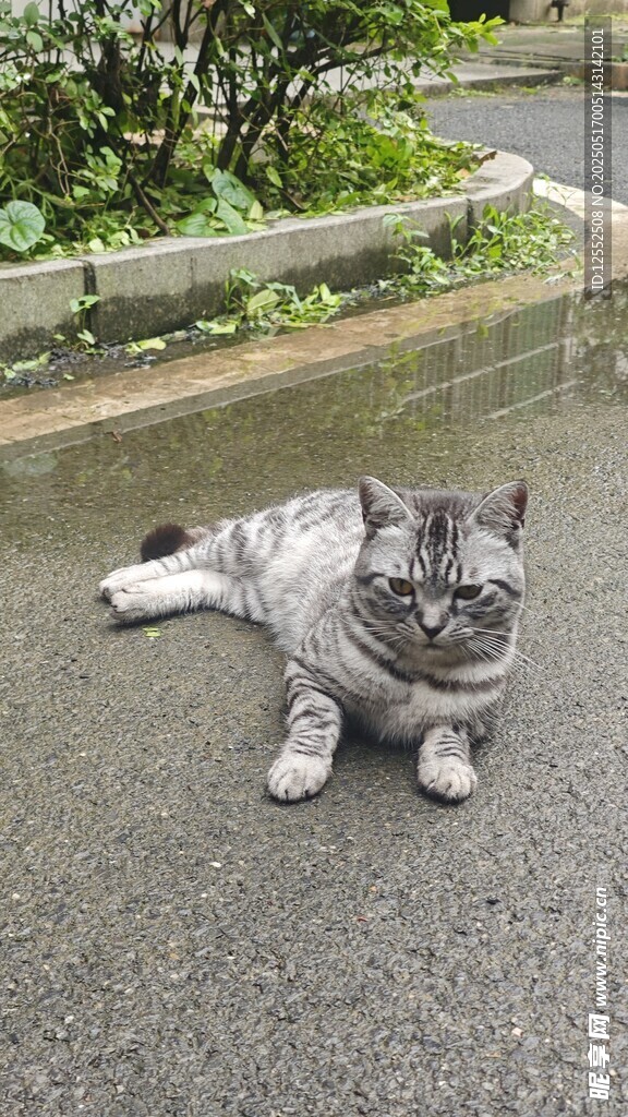 雨中趴着的可爱猫咪