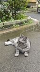 路边惬意躺卧的可爱猫咪