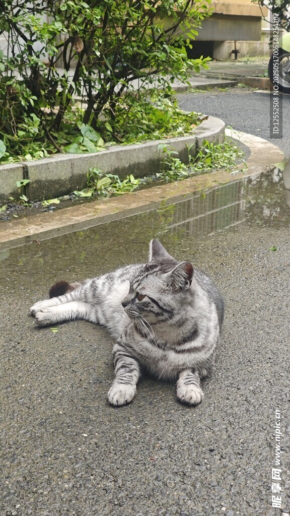 路边惬意躺卧的可爱猫咪