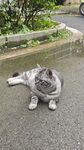 路边躺卧的可爱猫咪