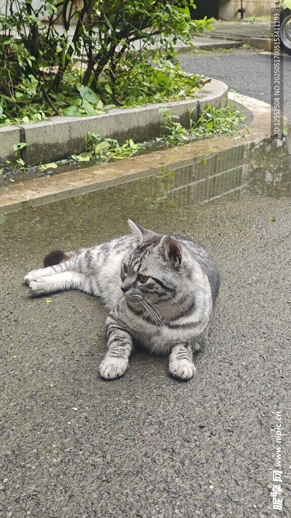 路边躺卧的可爱猫咪