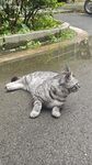 路边躺卧的可爱灰猫