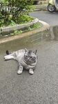 路上悠闲趴卧的可爱猫咪