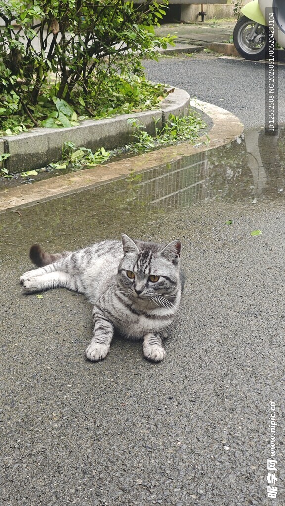 路上悠闲趴卧的可爱猫咪
