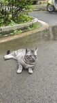 路边惬意躺卧的可爱猫咪