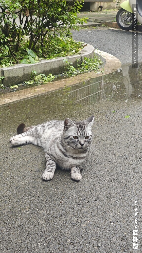 路边惬意躺卧的可爱猫咪
