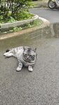 路边伸懒腰的可爱猫咪