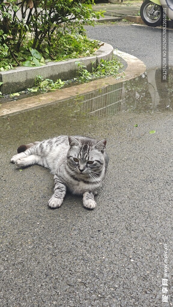 路边伸懒腰的可爱猫咪