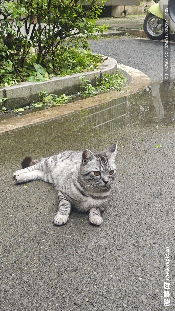 路边惬意躺卧的可爱猫咪
