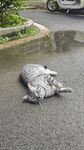 路边惬意躺卧的猫咪