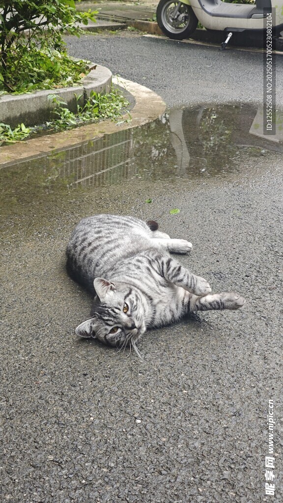 路边惬意躺卧的猫咪