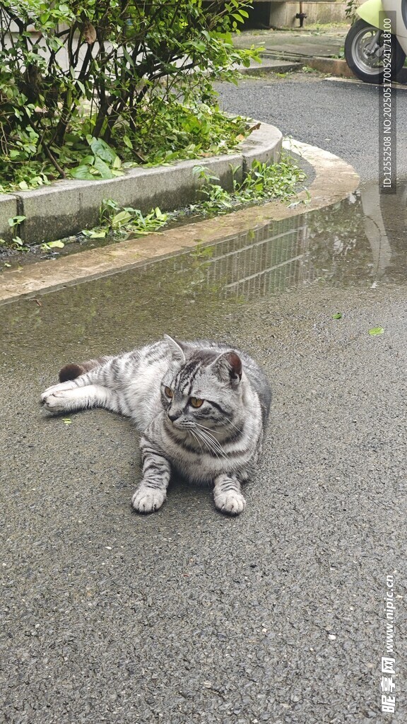 路边趴着的可爱猫咪