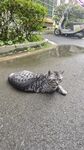 路上蜷卧的花纹猫咪